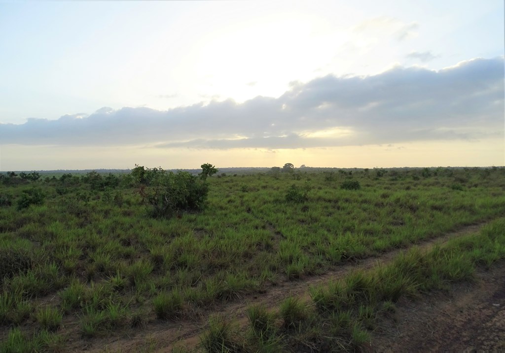 Savannah Station, Karanambu, Buyana