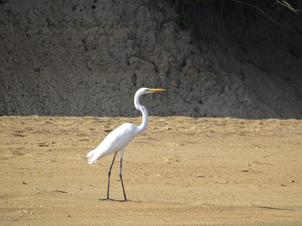 Rupununi River, Karanambu, Guyana