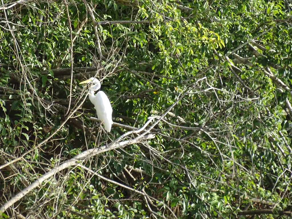 Rupununi River, Karanambu, Guyana