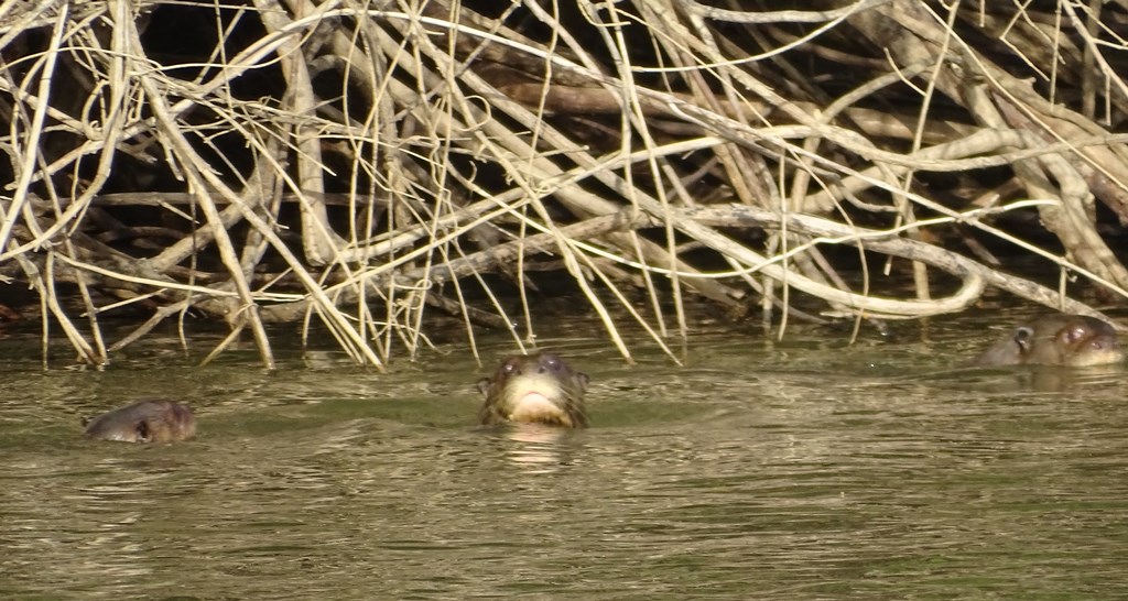 Rupununi River, Karanambu, Guyana