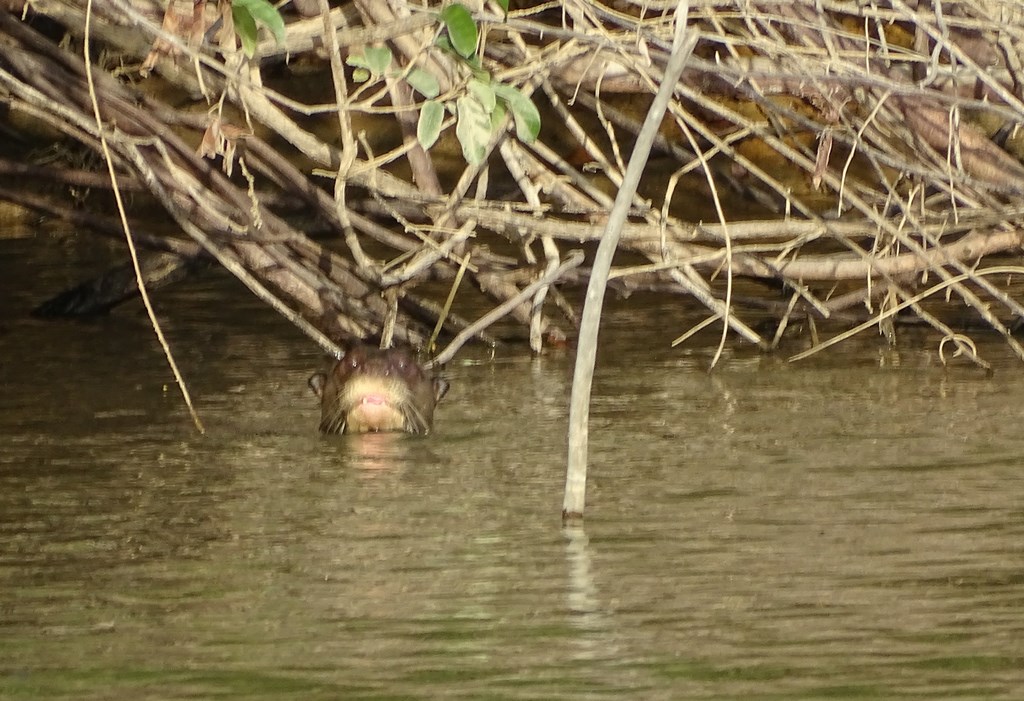 Rupununi River, Karanambu, Guyana