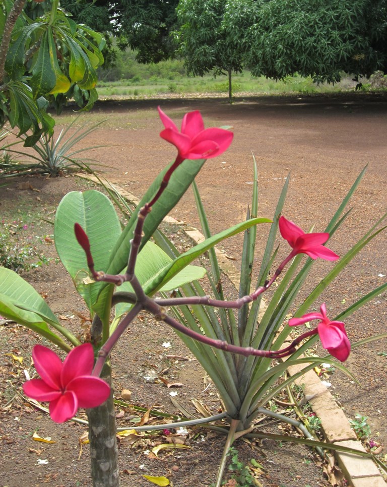 Karanambu Lodge, Guyana