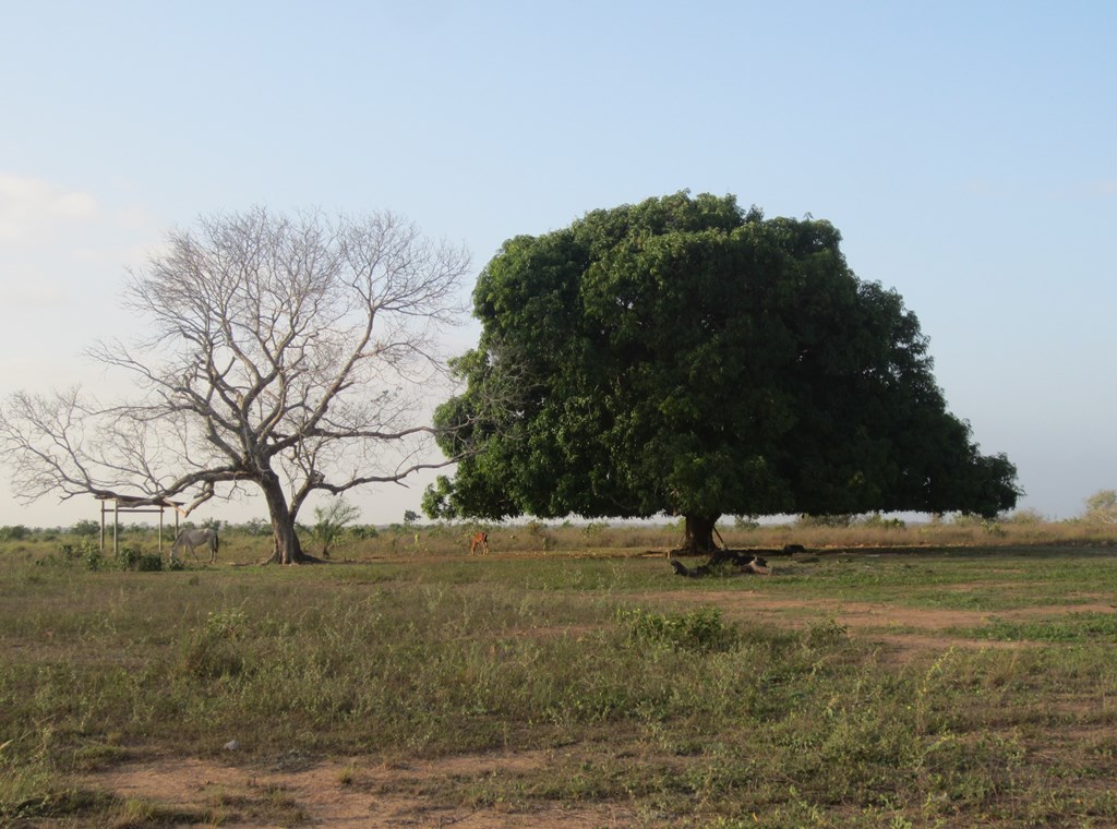 Savannah Station, Karanambu, Buyana