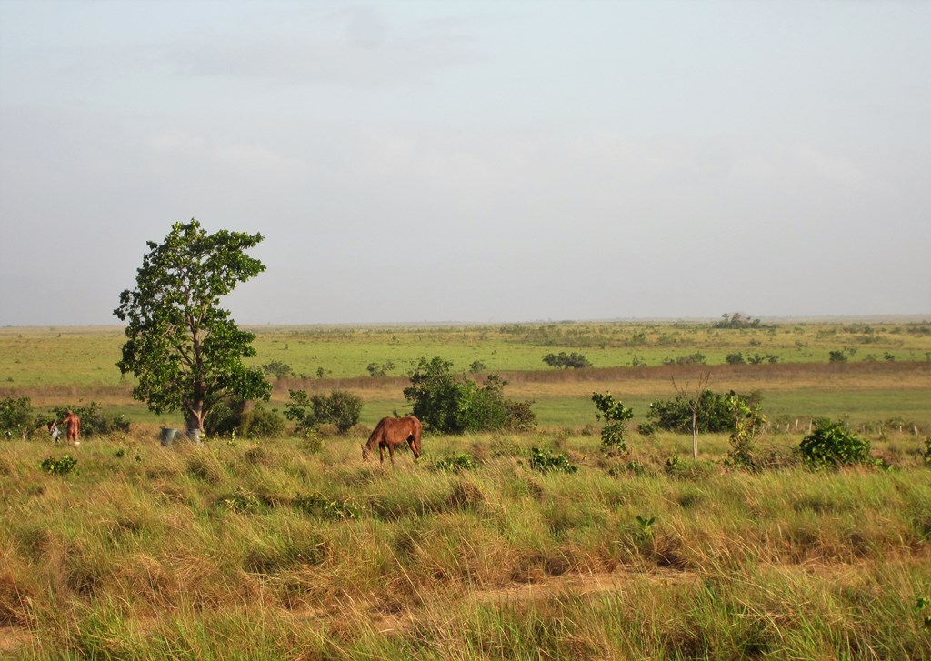 Savannah Station, Karanambu, Buyana