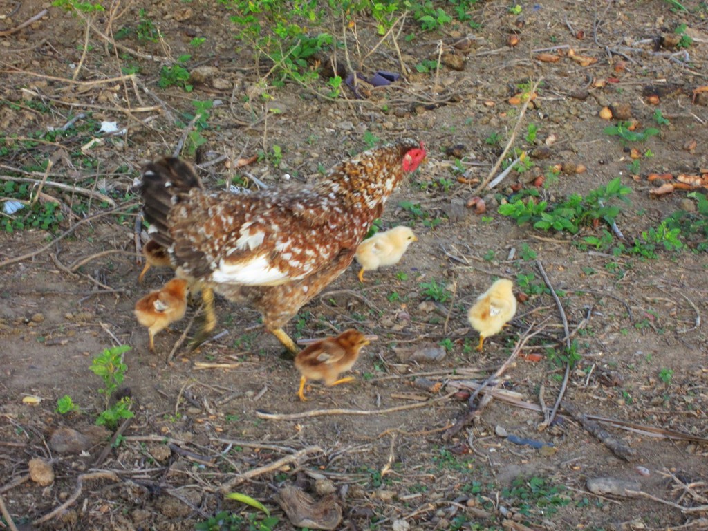 Savannah Station, Karanambu, Buyana