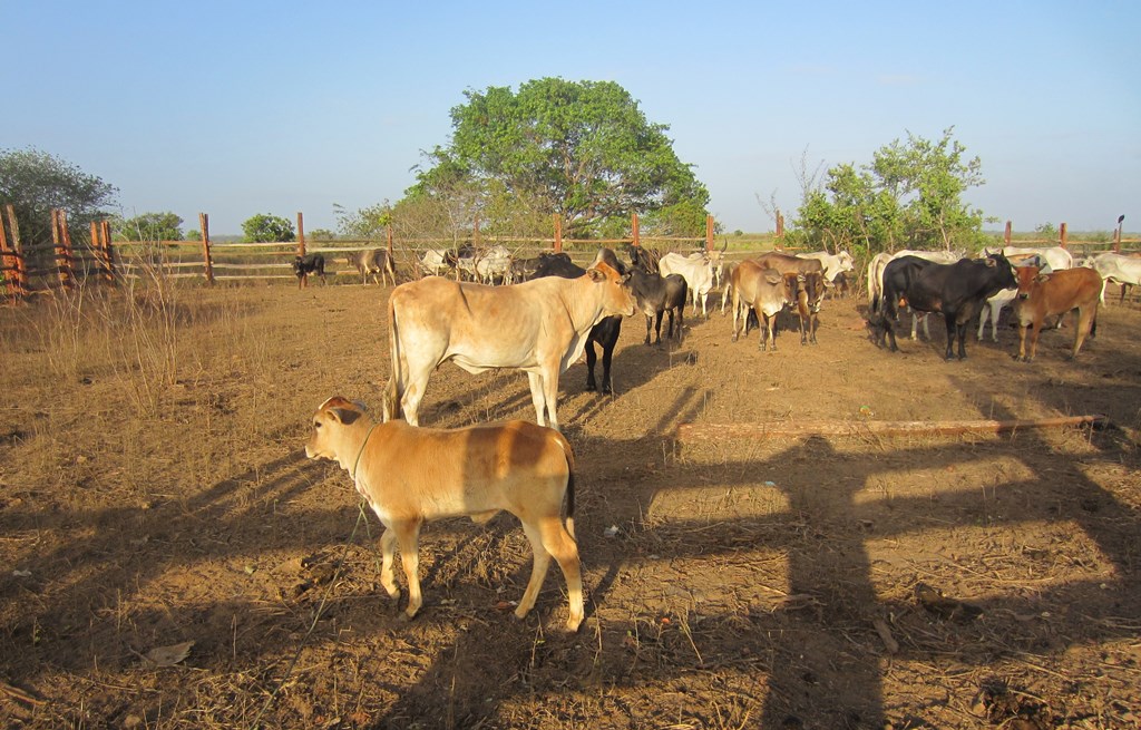 Savannah Station, Karanambu, Buyana