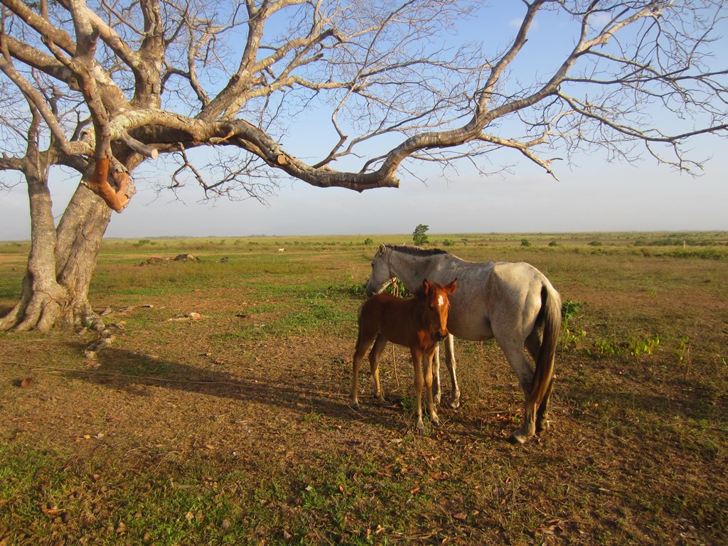 Savannah Station, Karanambu, Buyana