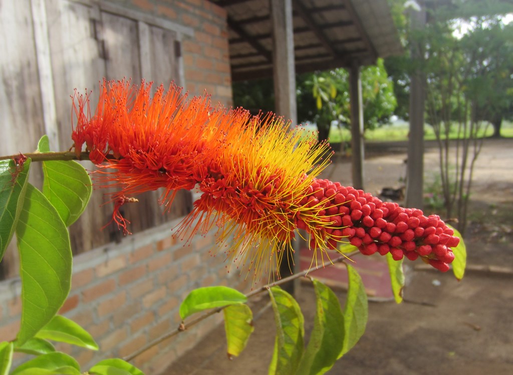 Karanambu Lodge, Guyana