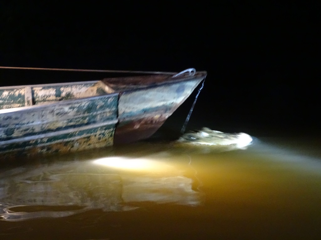 Black Caiman, Rupununi River, Yupakari, Guyana