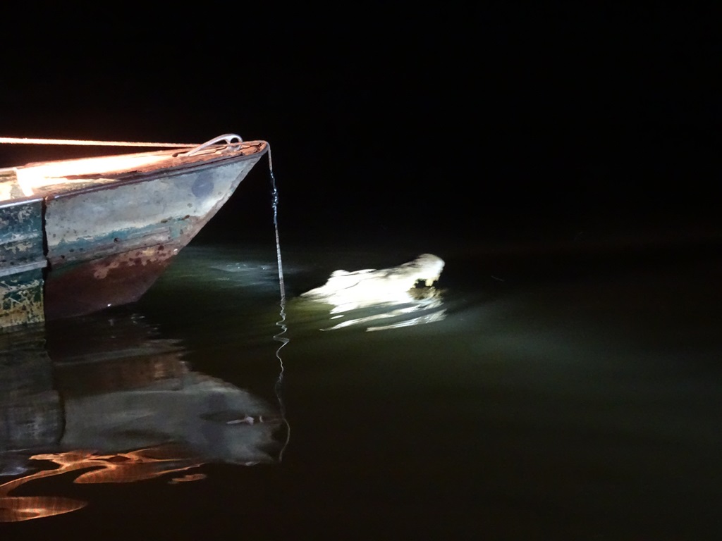 Black Caiman, Rupununi River, Yupakari, Guyana