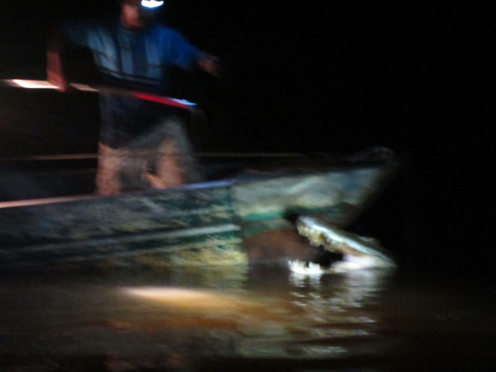 Black Caiman, Rupununi River, Yupakari, Guyana