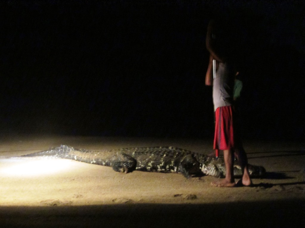 Black Caiman, Rupununi River, Yupakari, Guyana