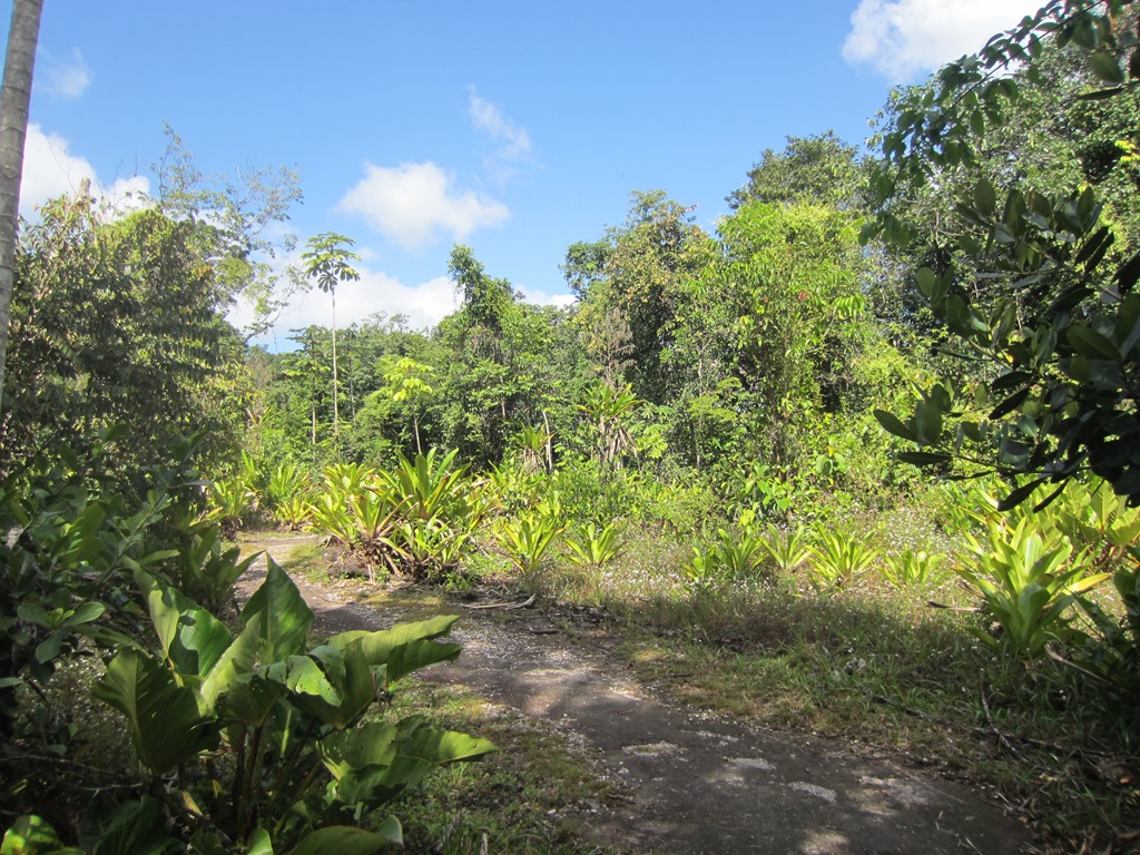 Trail to Kaietour, Potaro River, Guyana