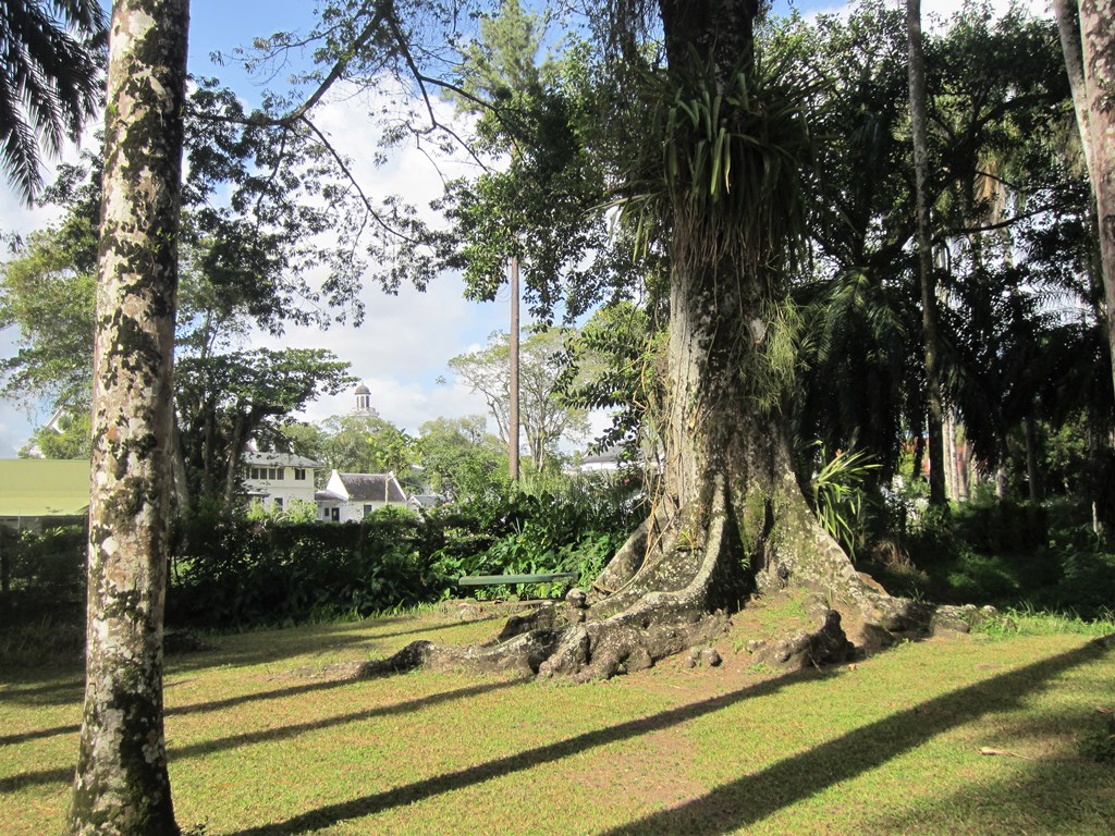Botanical Garden,   Paramaribo, Suriname