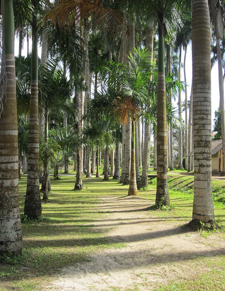 Botanical Garden,   Paramaribo, Suriname