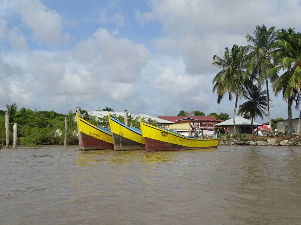 Dolphin Tour, Paramaribo, Suriname