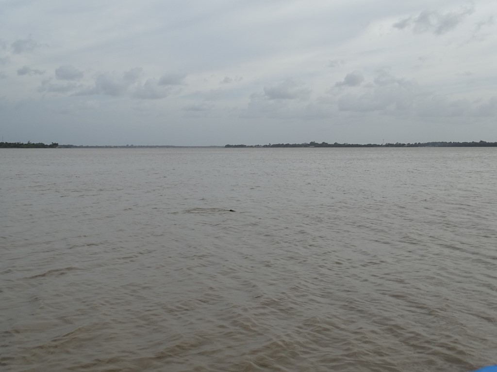 Dolphin Tour, Paramaribo, Suriname