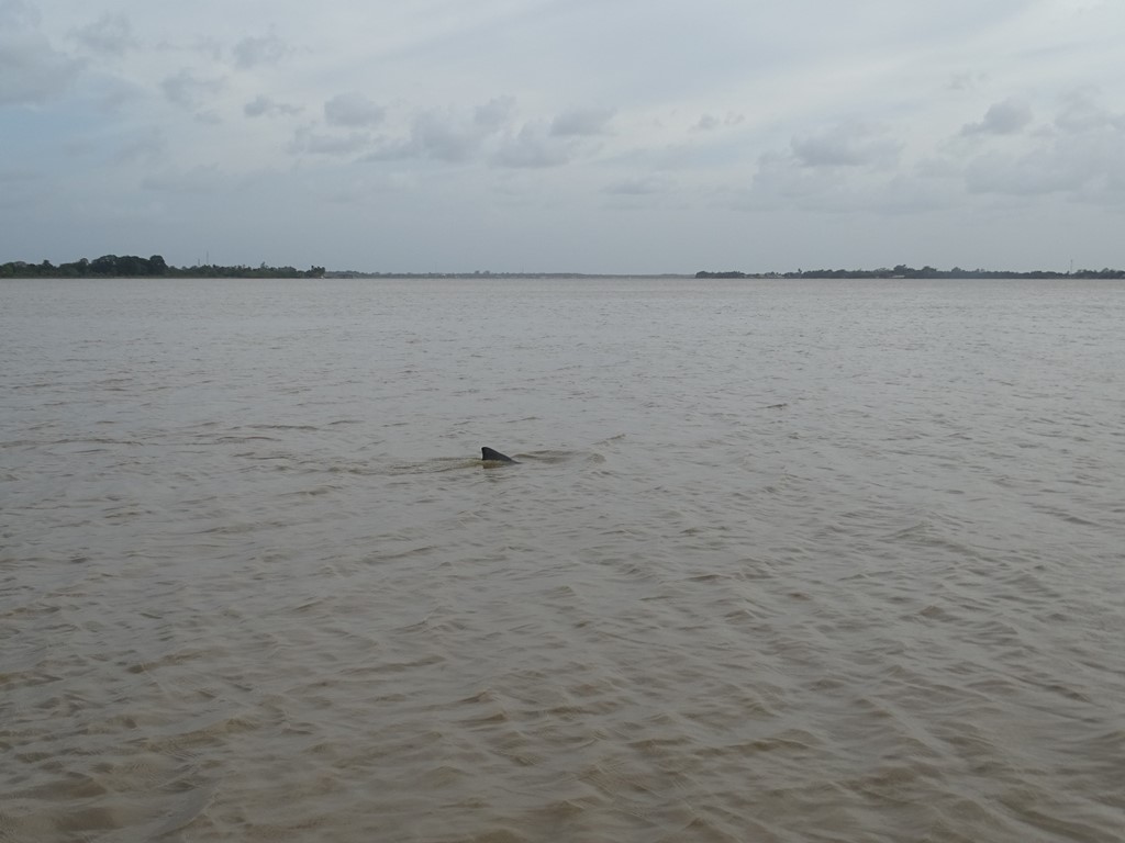 Dolphin Tour, Paramaribo, Suriname