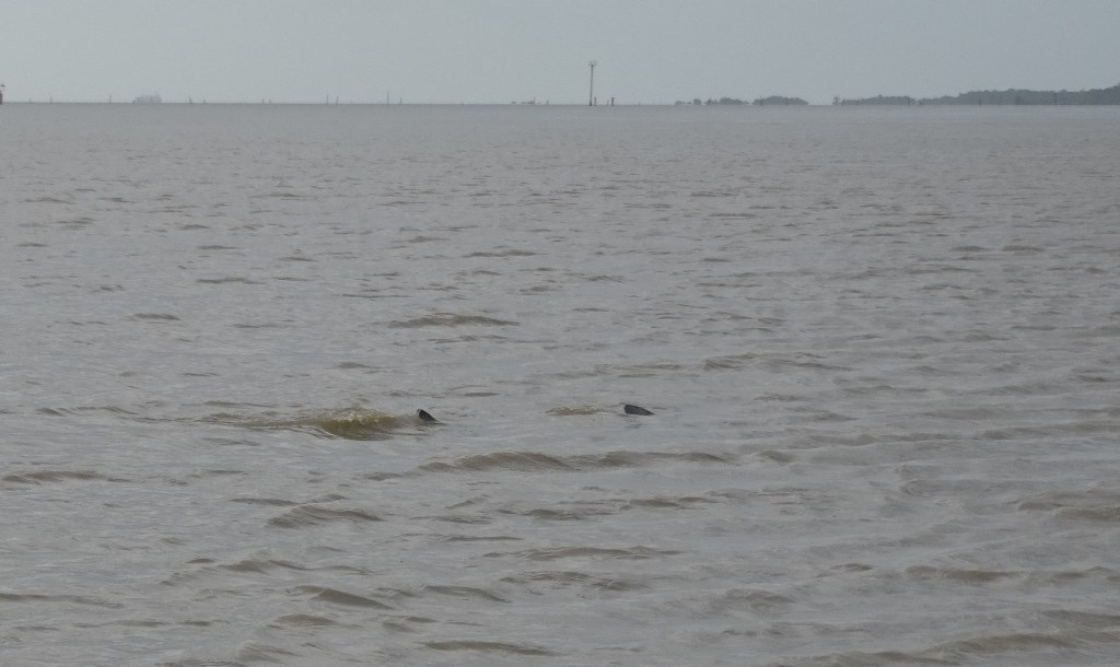Dolphin Tour, Paramaribo, Suriname
