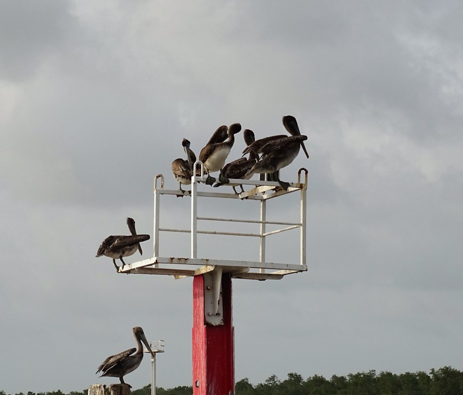 Dolphin Tour, Paramaribo, Suriname