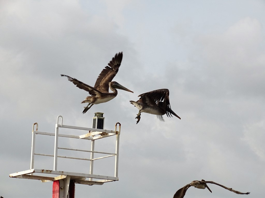 Dolphin Tour, Paramaribo, Suriname