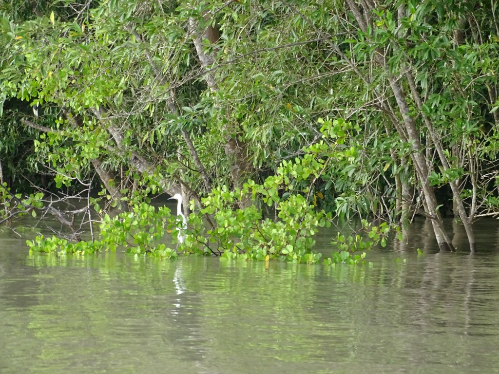 Dolphin Tour, Paramaribo, Suriname