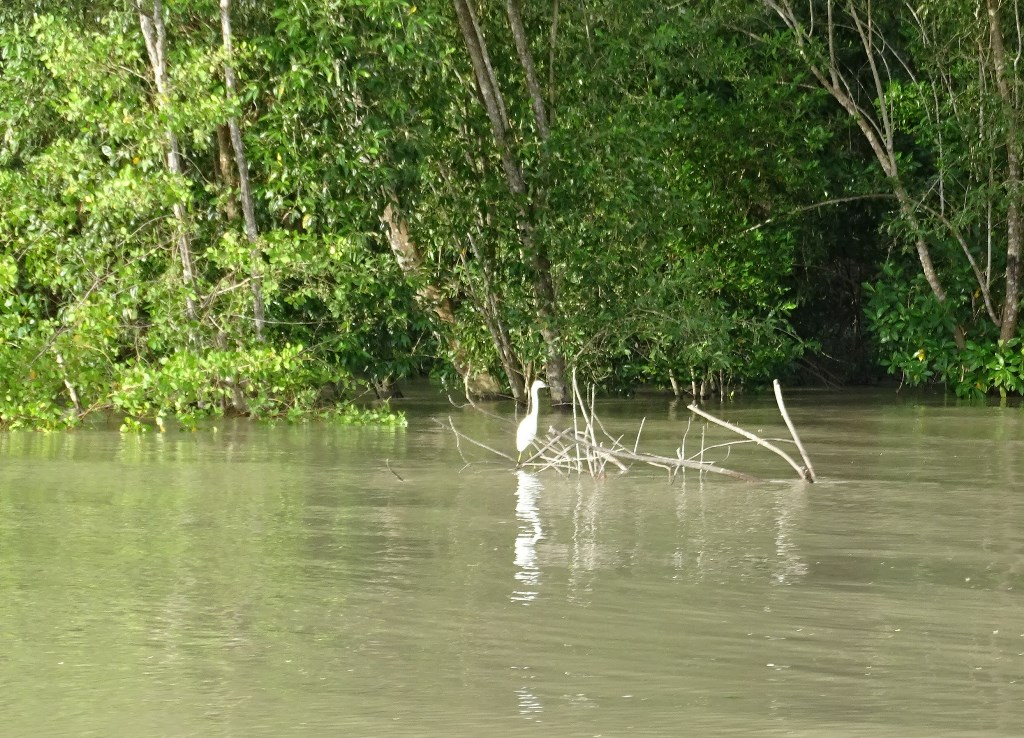 Dolphin Tour, Paramaribo, Suriname