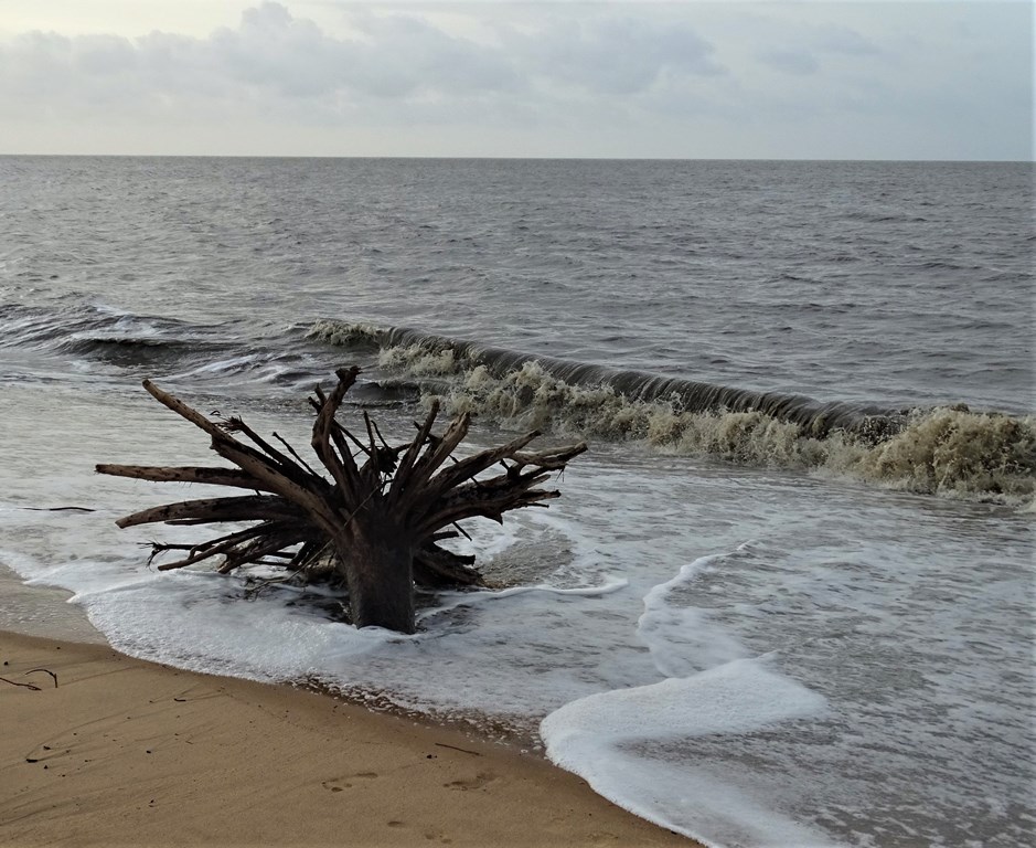 Braamspunt, The Wild Coast of Suriname