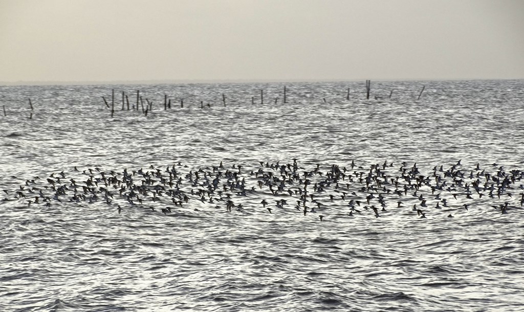 Braamspunt, The Wild Coast of Suriname