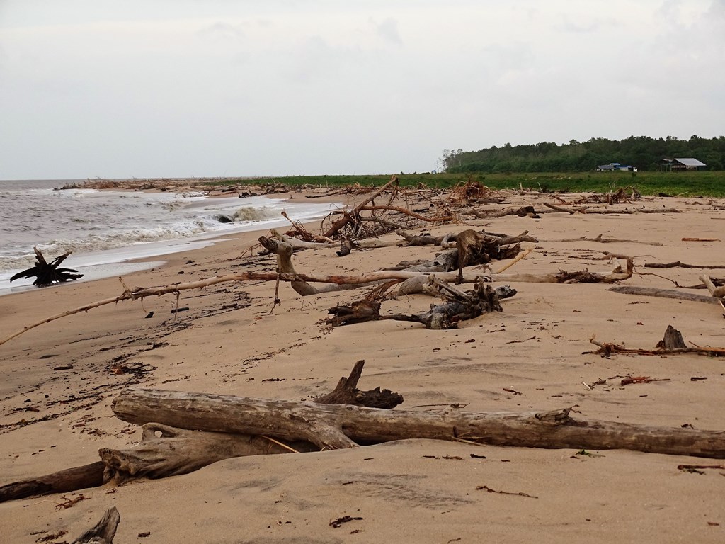 Braamspunt, The Wild Coast of Suriname