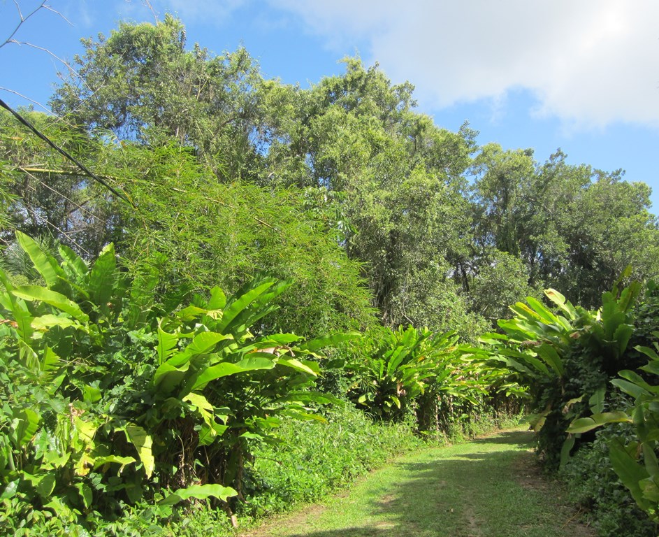 Peperpot Park, Suriname