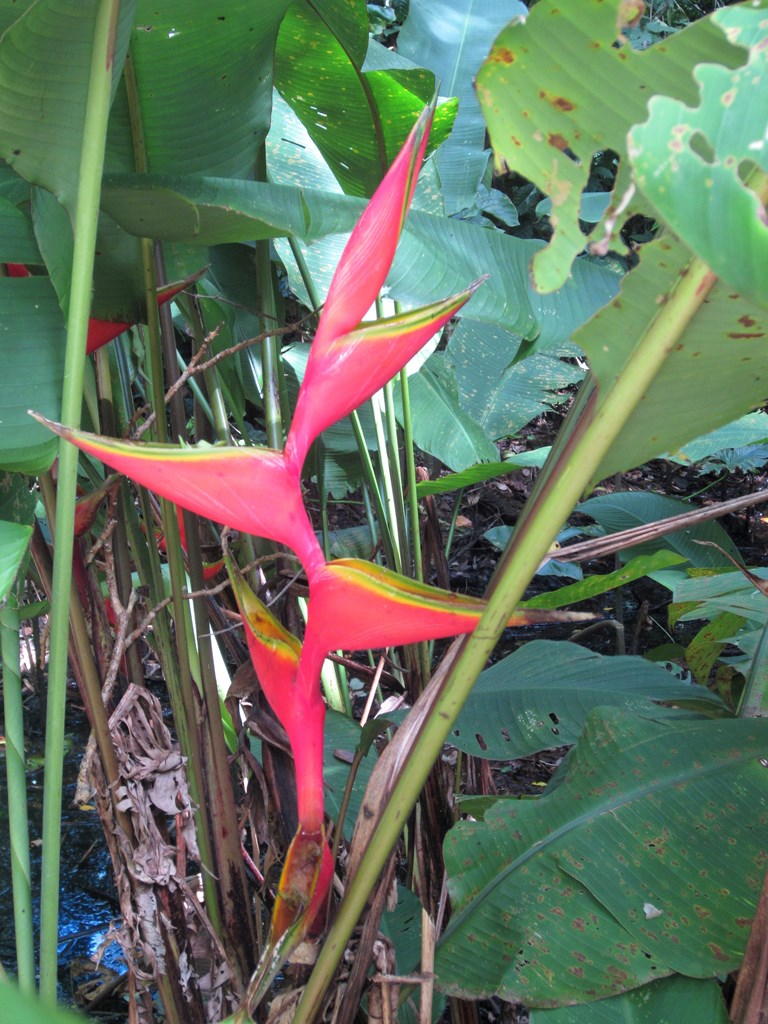 Peperpot Park, Suriname