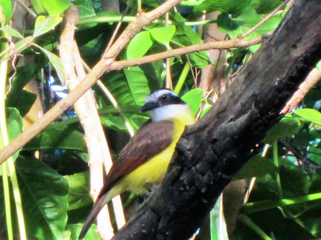 Peperpot Park, Suriname