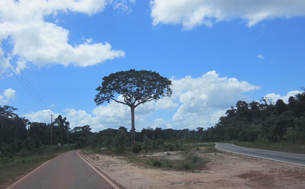 Revered Tree, On the Road, Suriname