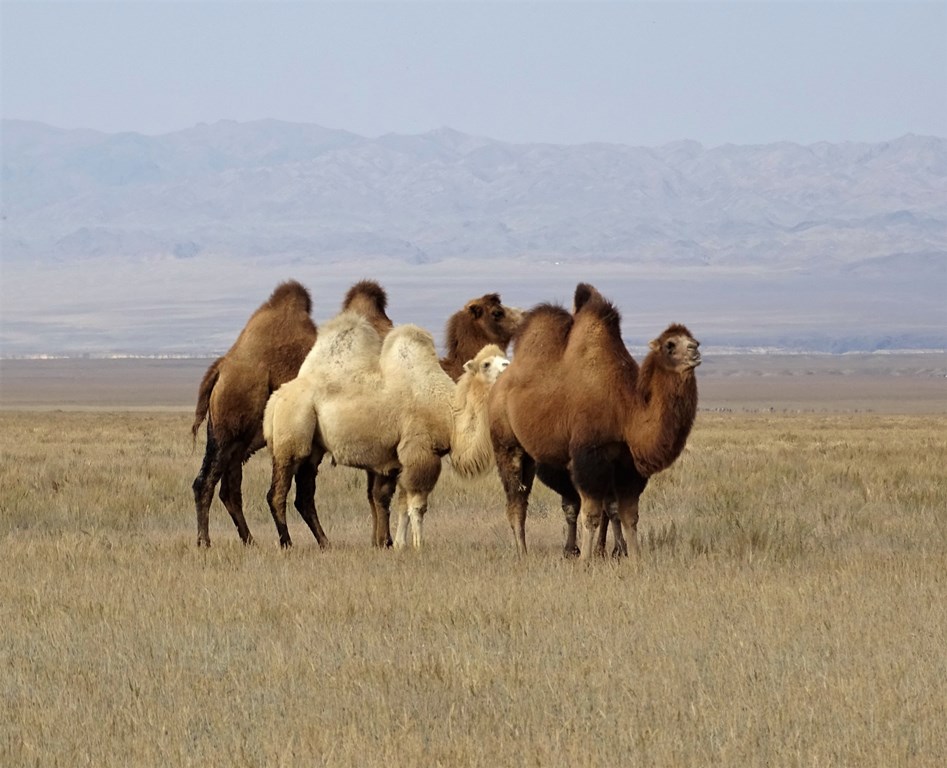 The Steppe, Kazakhstan