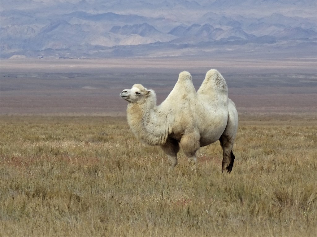 The Steppe, Kazakhstan