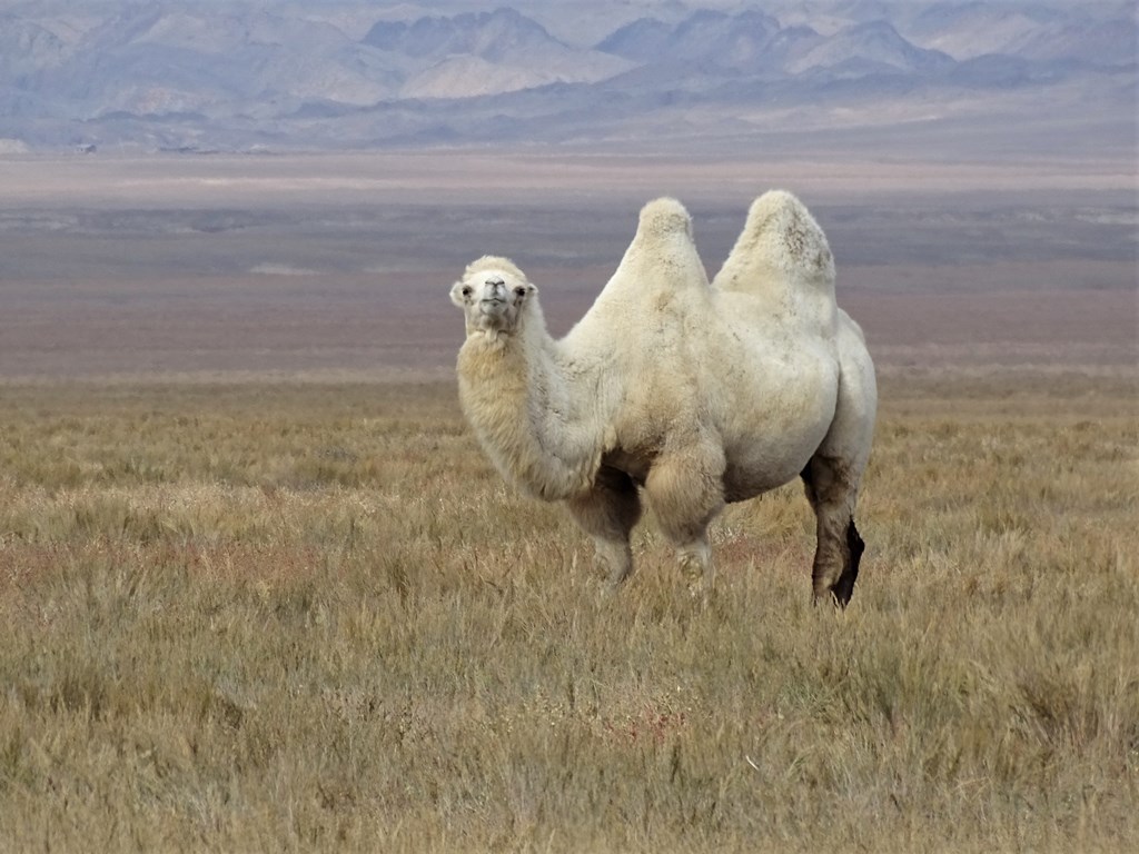 The Steppe, Kazakhstan