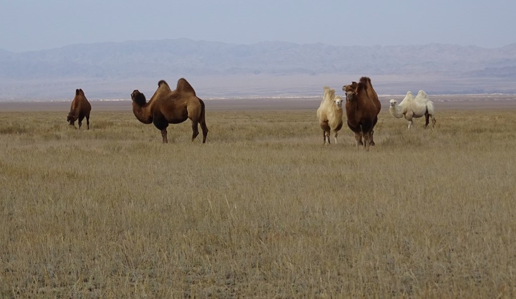 The Steppe, Kazakhstan