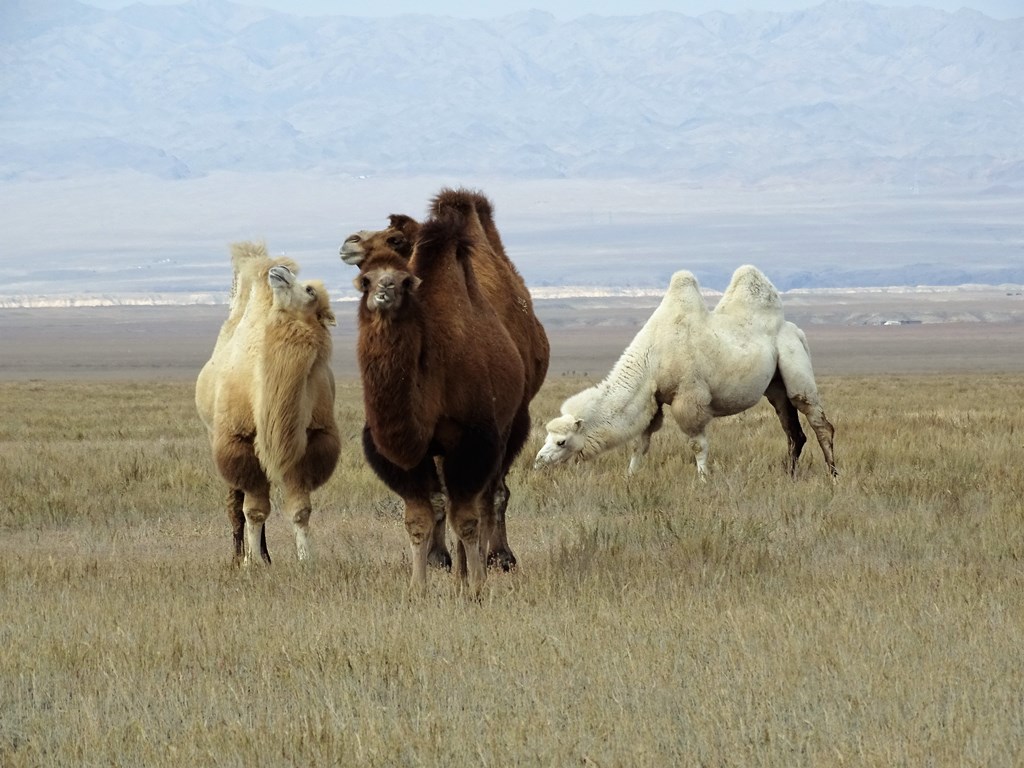 The Steppe, Kazakhstan