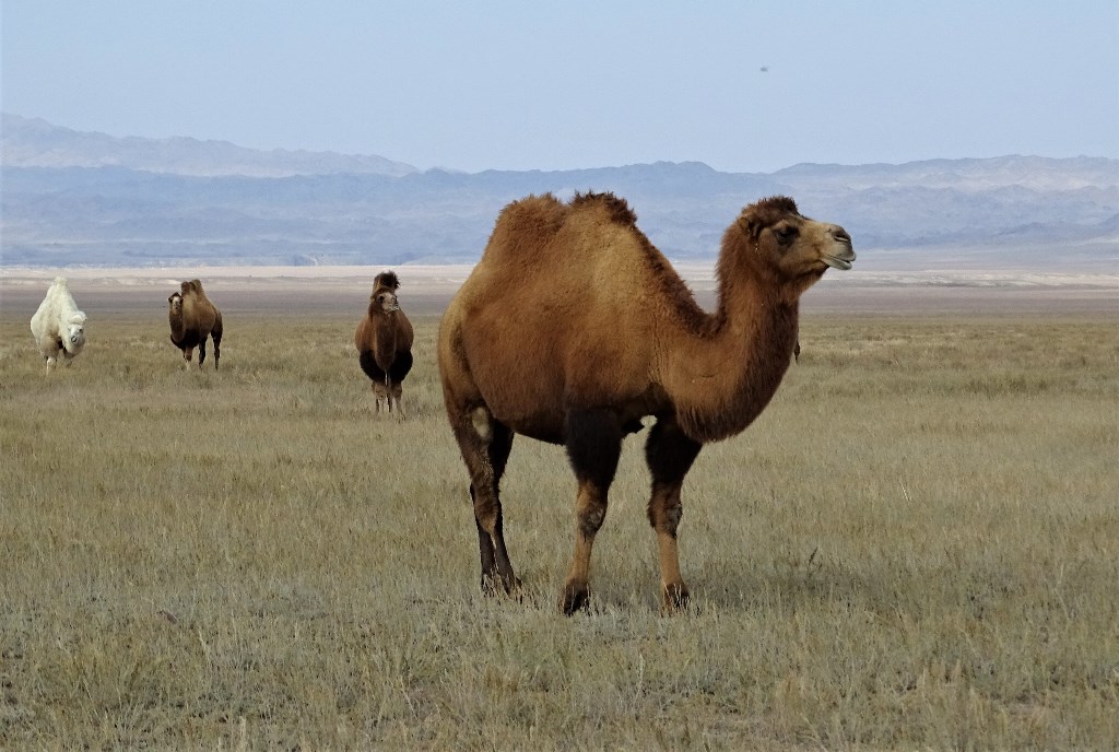 The Steppe, Kazakhstan