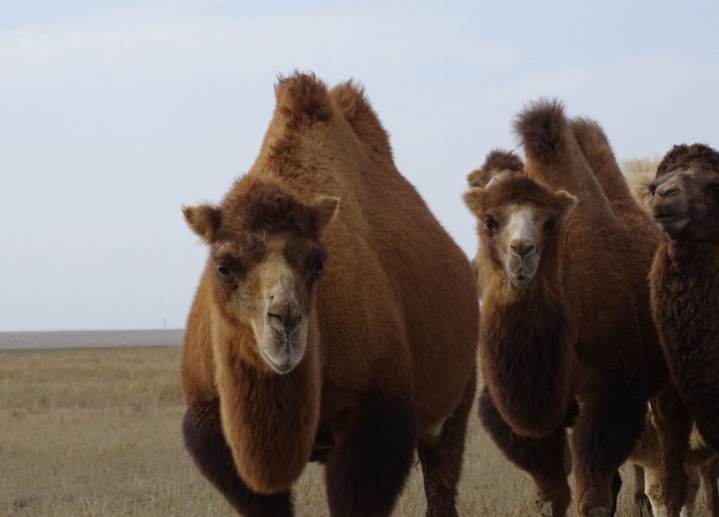 The Steppe, Kazakhstan