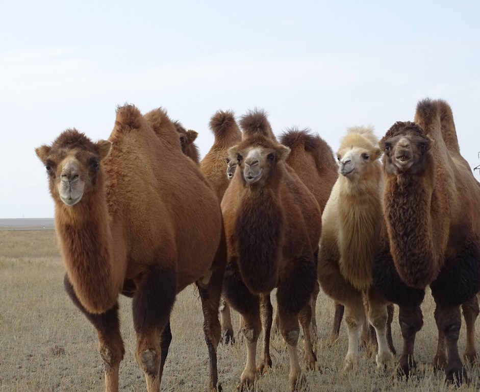 The Steppe, Kazakhstan