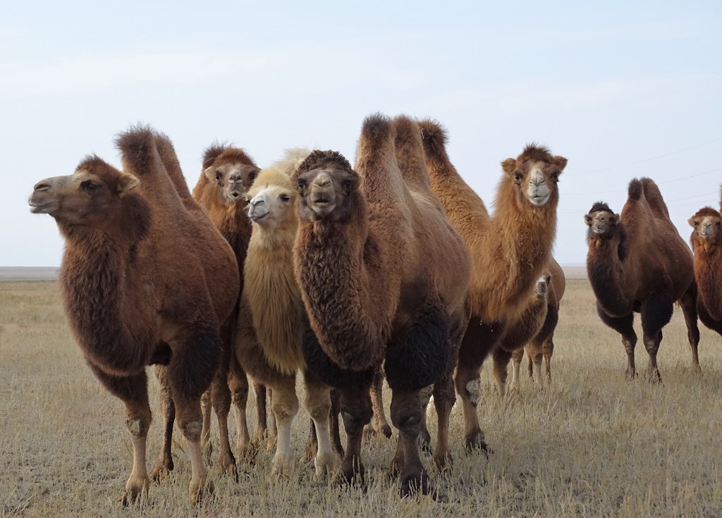 The Steppe, Kazakhstan