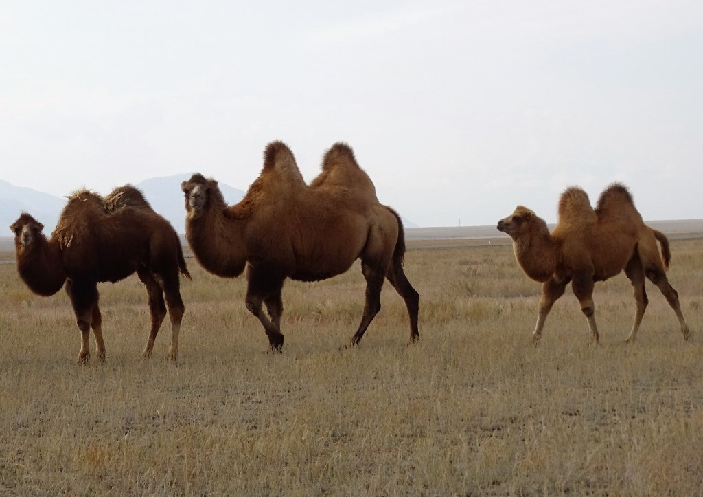 The Steppe, Kazakhstan