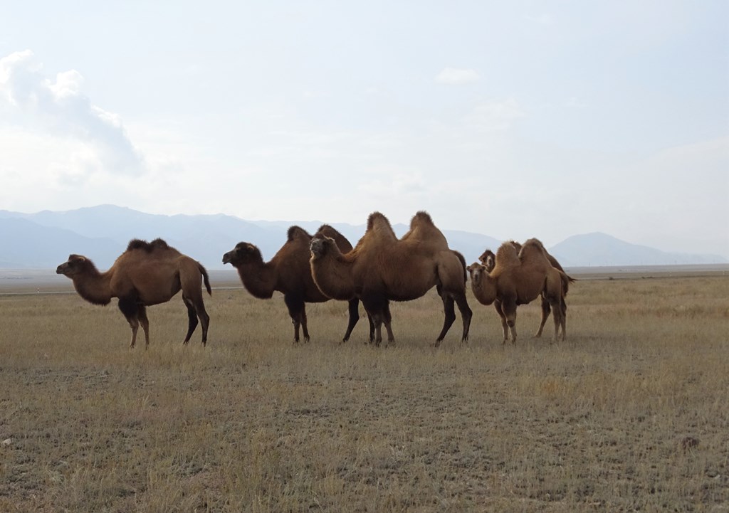 The Steppe, Kazakhstan