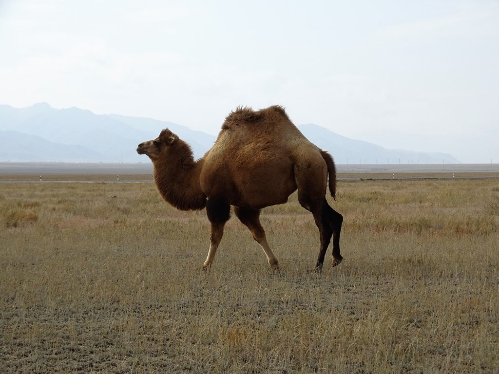 The Steppe, Kazakhstan