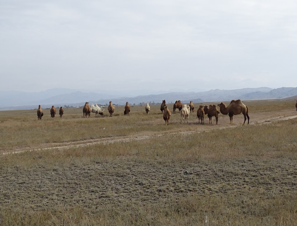 The Steppe, Kazakhstan