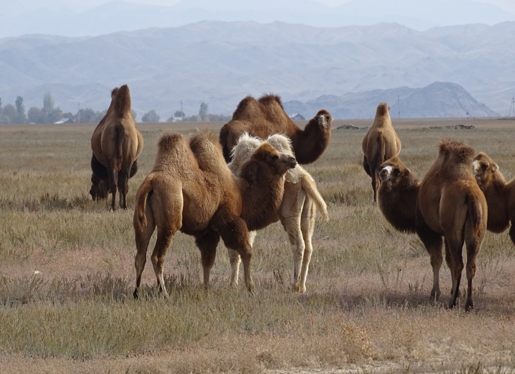 The Steppe, Kazakhstan