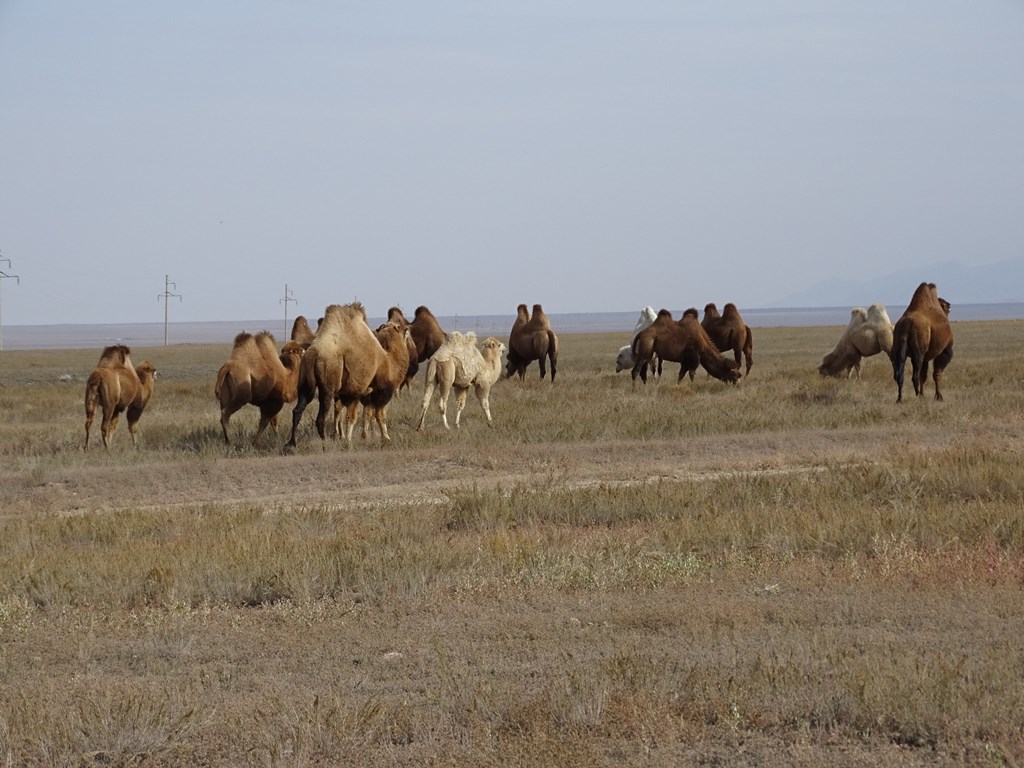 The Steppe, Kazakhstan