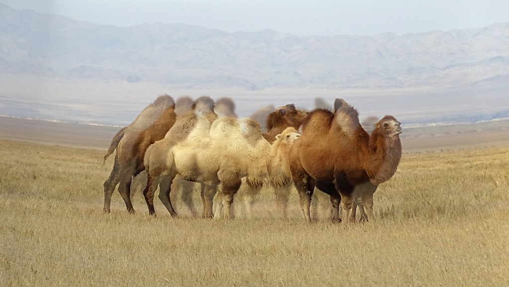 The Steppe, Kazakhstan